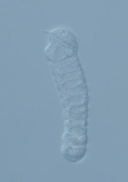 ฮาปโลซูน