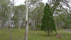 Callitris endlicheri