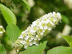 Prunus subg. Padus
