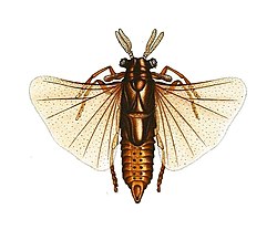 ซีโนส เวสปารัม