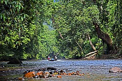 Jungle tourism