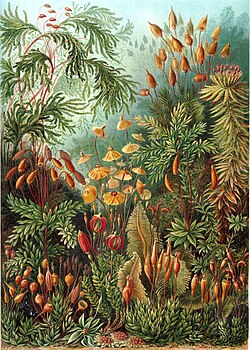 Andreaeobryum