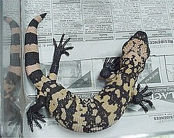 มอนสเตอร์ซอเรีย