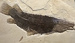 Masillosteus