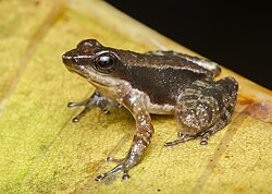 Micrixalus niluvasei