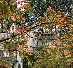 Malus angustifolia