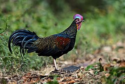 ไก่ป่าสีเขียว