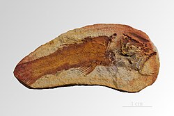 ไวท์เทีย