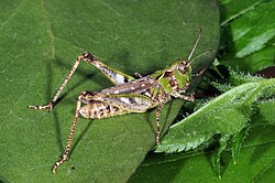 Myrmeleotettix maculatus