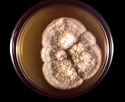 Coccidioides immitis