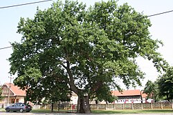 Ravnje (Sremska Mitrovica)