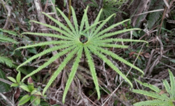 Matoniaceae