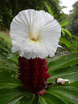 เฮลเลเนีย