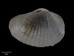 Parilimyidae