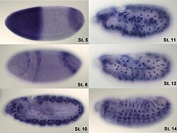 การแสดงภาพ mRNA ของยีนหลังค่อมในตัวอ่อนแมลงหวี่