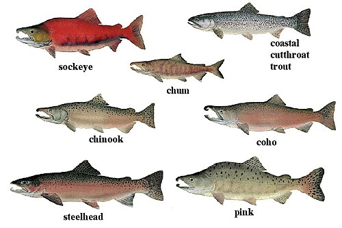 ชาว Coast Salish และปลาแซลมอน