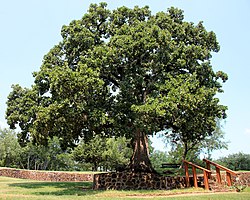 Quercus stellata