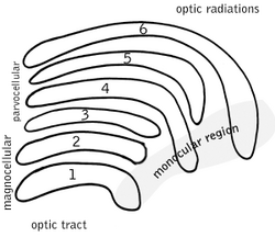 เซลล์โคเนีย