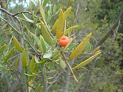Osyris lanceolata