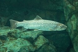 Salvelinus leucomaenis