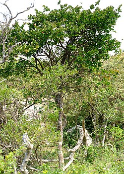 ปูนขาวโปรโตปูนขาว
