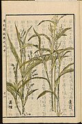 ภาพประกอบของลูกเดือย (Coix lacryma-jobi) จากสารานุกรมญี่ปุ่น Seikei Zusetsu (ค.ศ. 1804)
