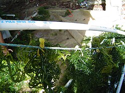 ยูเชอูมา