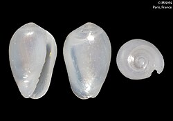 Gibberula goodallae