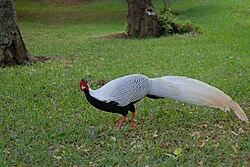 ไก่ฟ้าสีเงิน