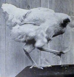 ไมค์ ไก่ไร้หัว