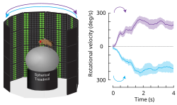 Optomotor response