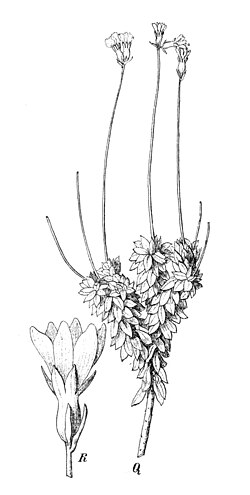 ฟอร์สเตรา