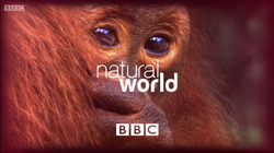รายการ Natural World (ซีรีส์โทรทัศน์)
