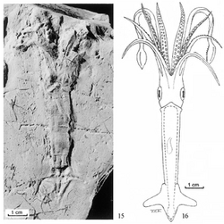 Rhomboteuthis lehmani